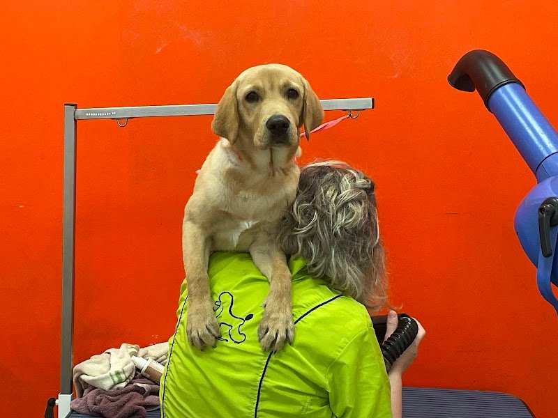 Clinica Veterinaria Ca' Zampa Cremona - Foto 2