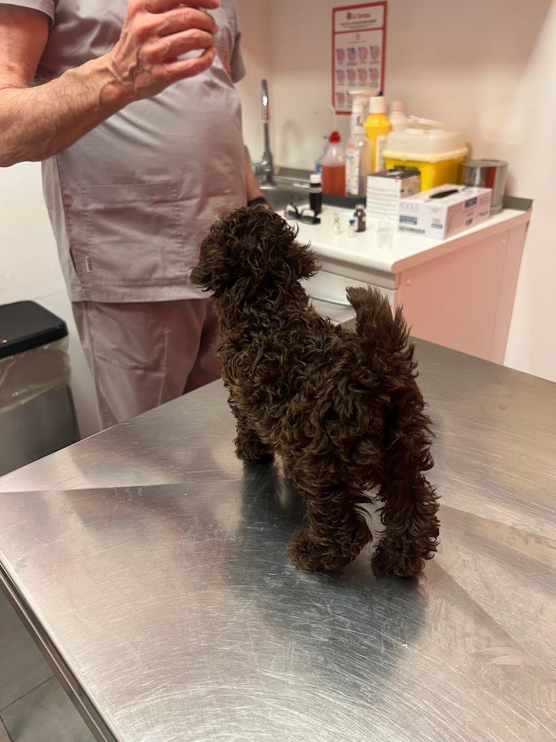 Clinica Veterinaria Ca' Zampa Cremona - Foto 4