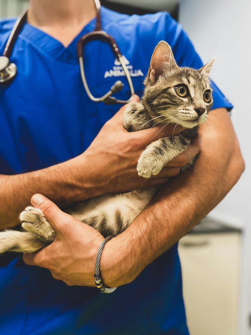 Clinica Veterinaria Citta' del Marmo Pronto Soccorso 24h - Foto 3