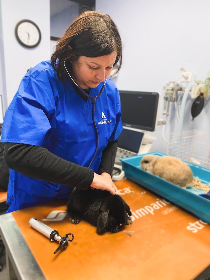 Clinica Veterinaria Citta' del Marmo Pronto Soccorso 24h - Foto 4