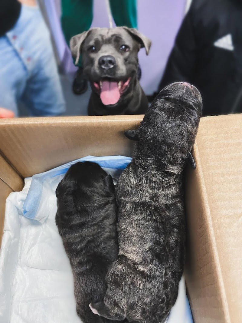 Clinica Veterinaria Citta' del Marmo Pronto Soccorso 24h - Foto 5