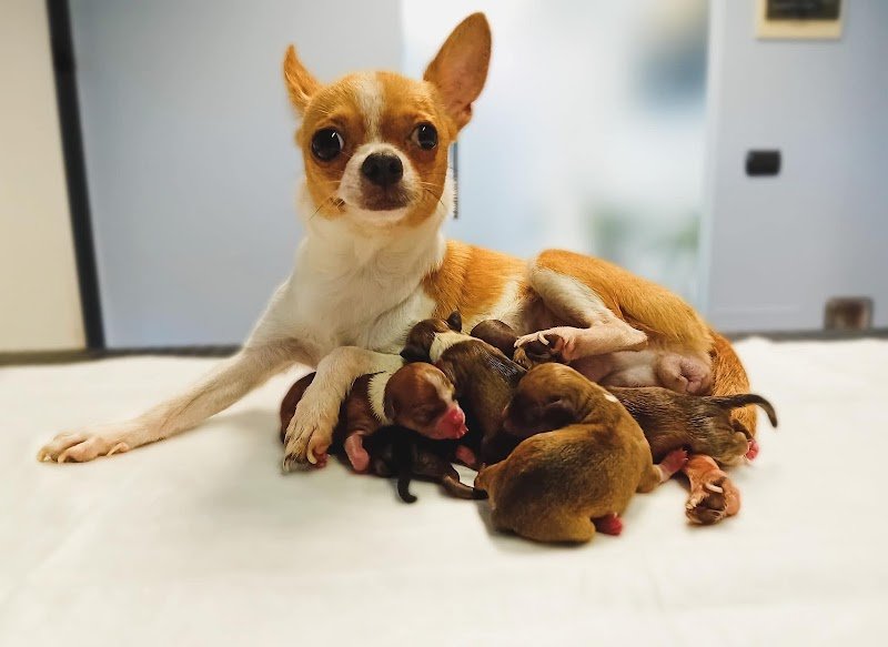 Clinica Veterinaria Citta' del Marmo Pronto Soccorso 24h - Foto 6