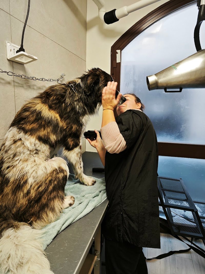 CLUB DOG TOELETTATURA di MEDRI VERONICA - Foto 1