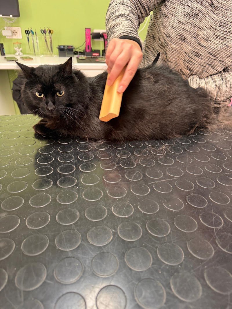 CLUB DOG TOELETTATURA di MEDRI VERONICA - Foto 5