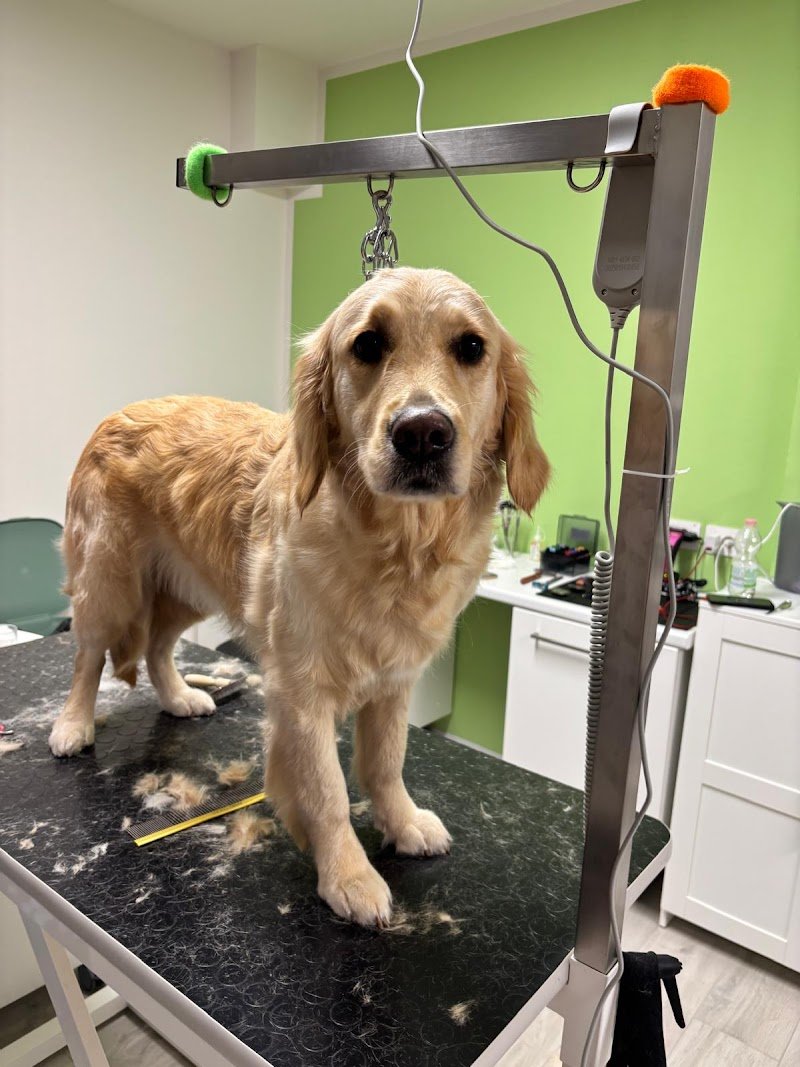 CLUB DOG TOELETTATURA di MEDRI VERONICA - Foto 1