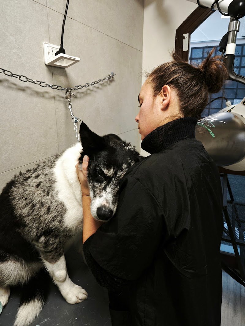 CLUB DOG TOELETTATURA di MEDRI VERONICA - Foto 3