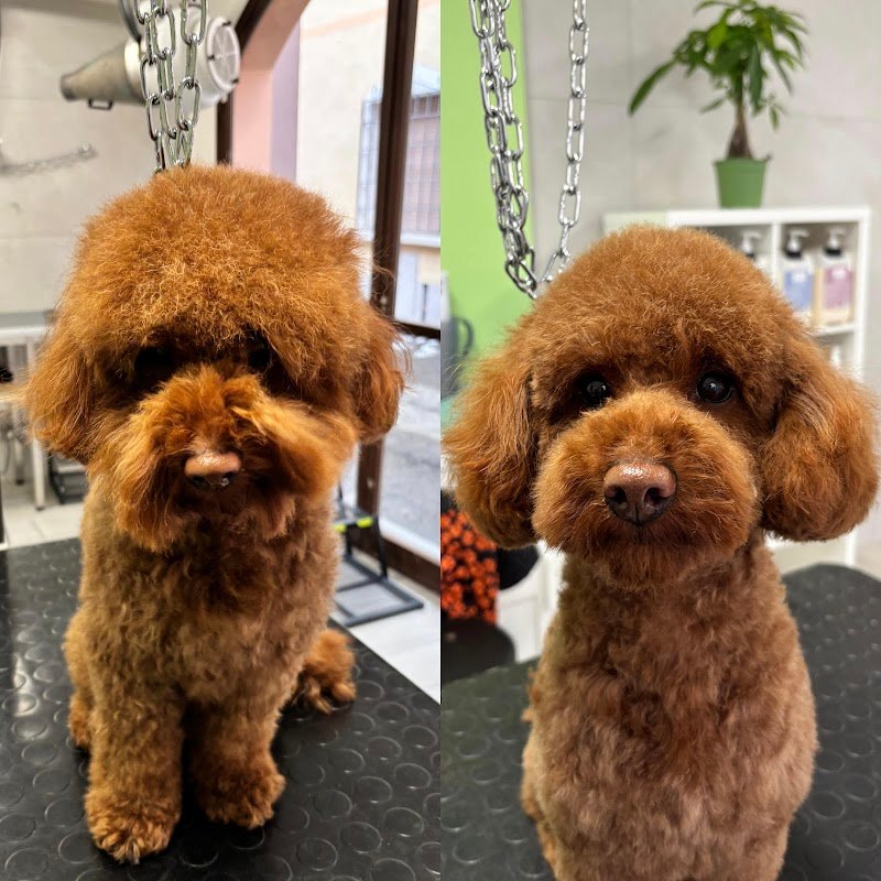 CLUB DOG TOELETTATURA di MEDRI VERONICA - Foto 5