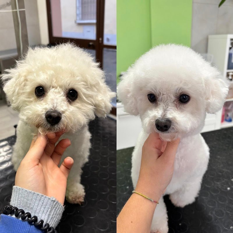 CLUB DOG TOELETTATURA di MEDRI VERONICA - Foto 6