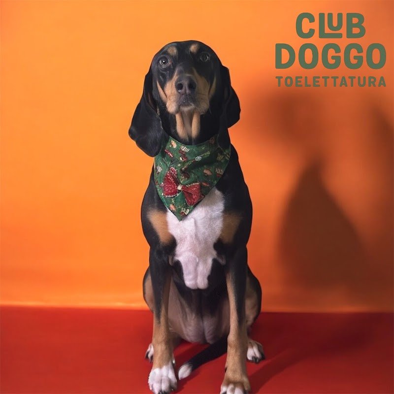 Club Doggo - Foto 3