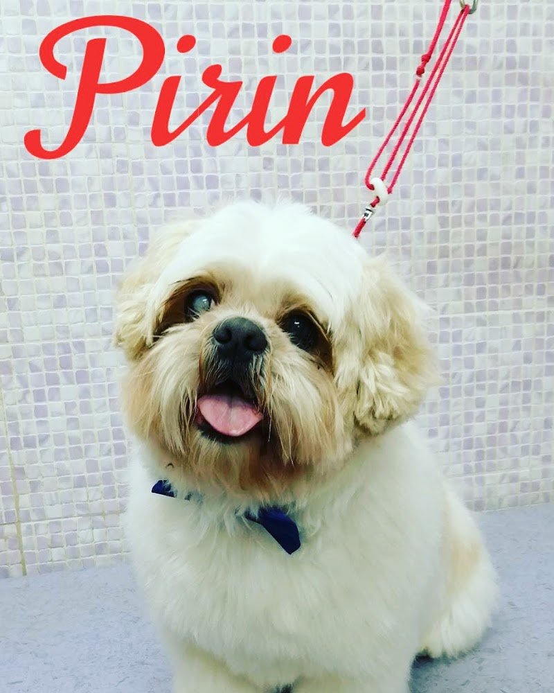 CMK PROFESSIONAL GROOMING STYLE ASD - Foto 2