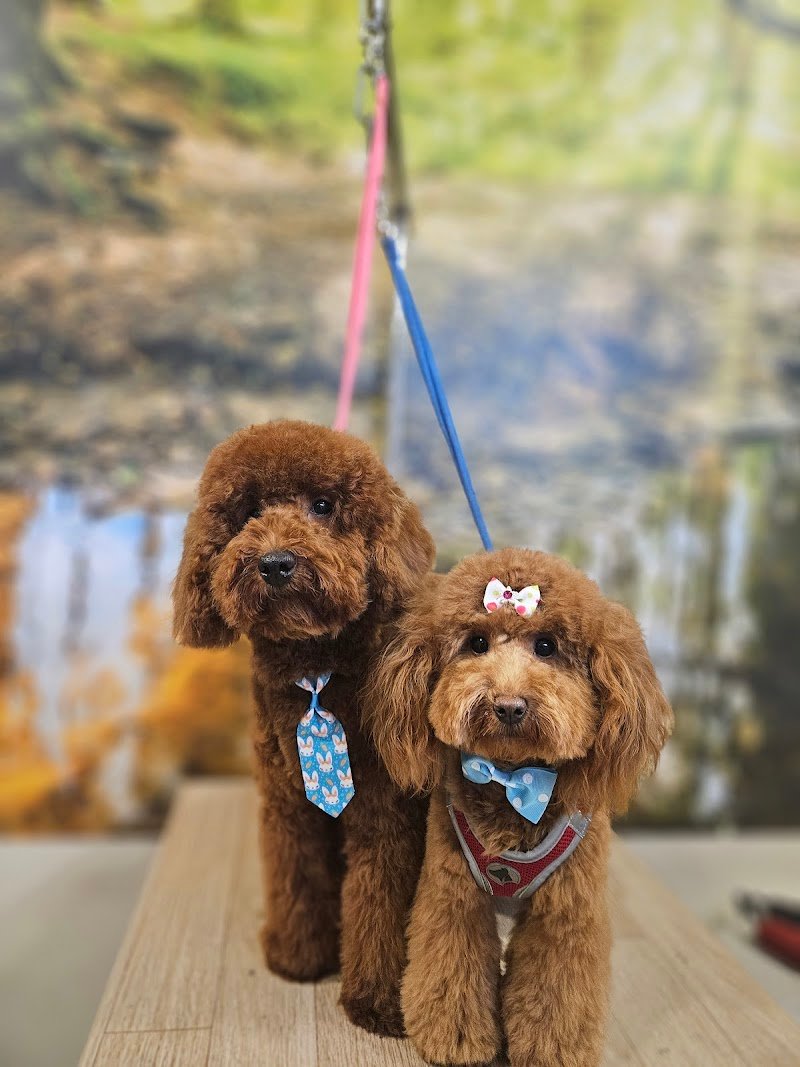 CMK PROFESSIONAL GROOMING STYLE ASD - Foto 3