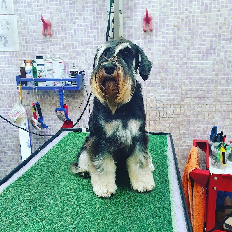 CMK PROFESSIONAL GROOMING STYLE ASD - Foto 4