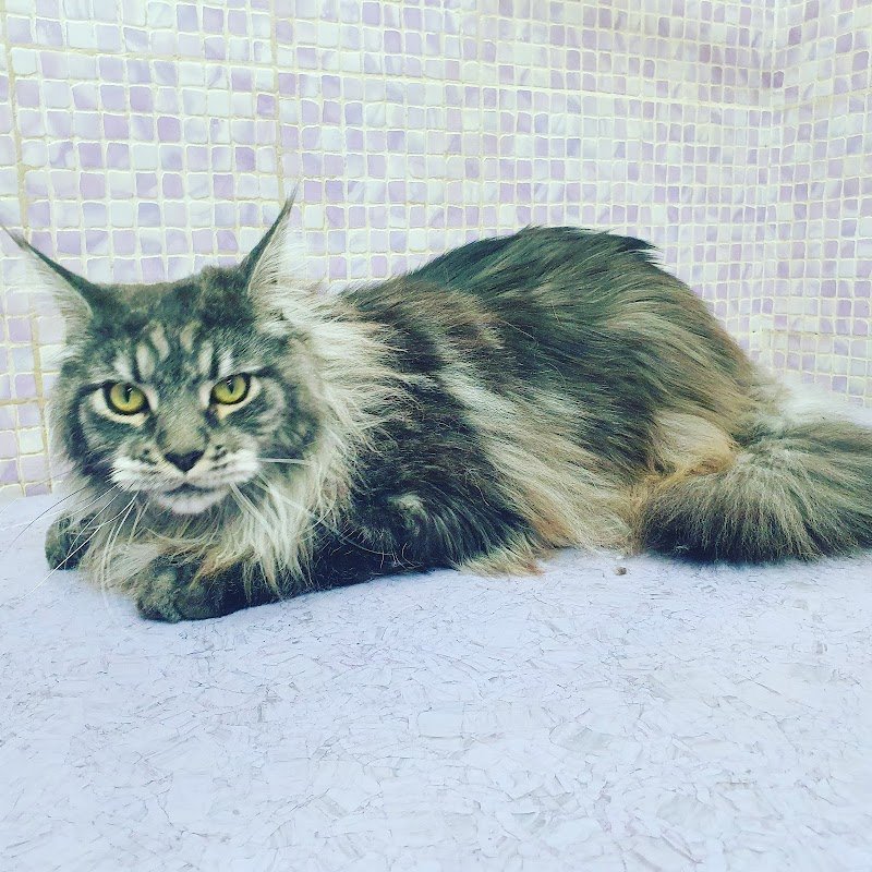 CMK PROFESSIONAL GROOMING STYLE ASD - Foto 5