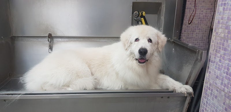 CMK PROFESSIONAL GROOMING STYLE ASD - Foto 6