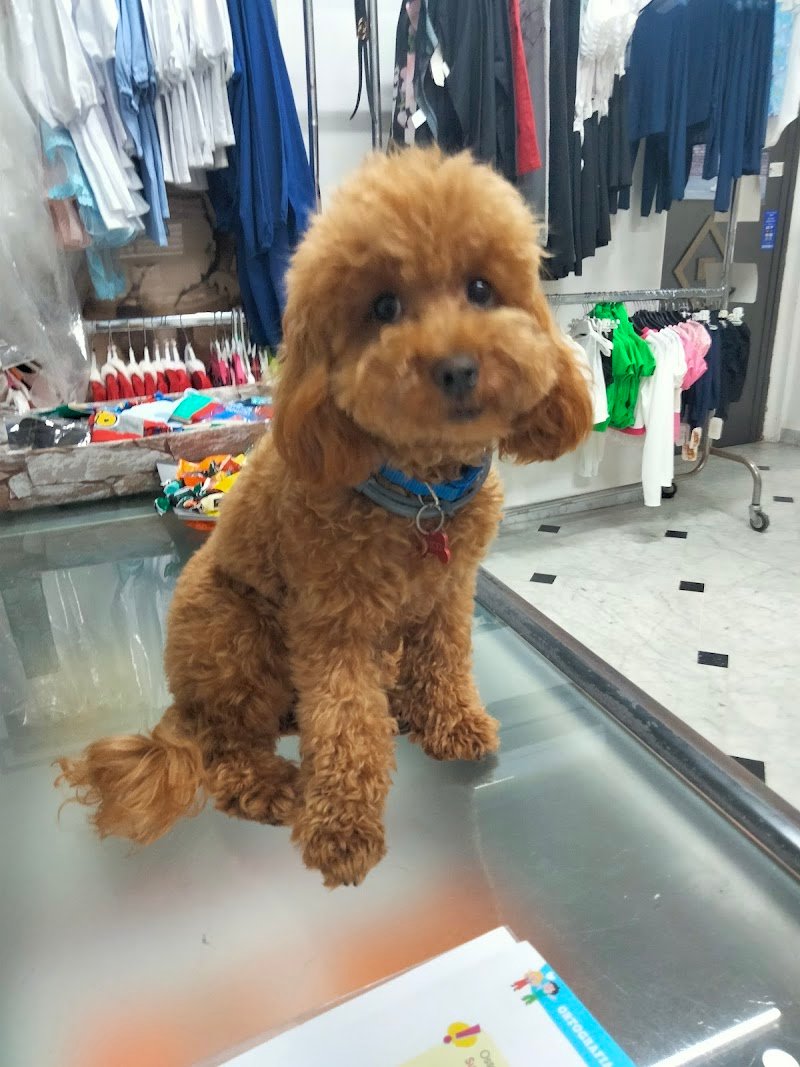 Coccole a 4 Zampe - Foto 2