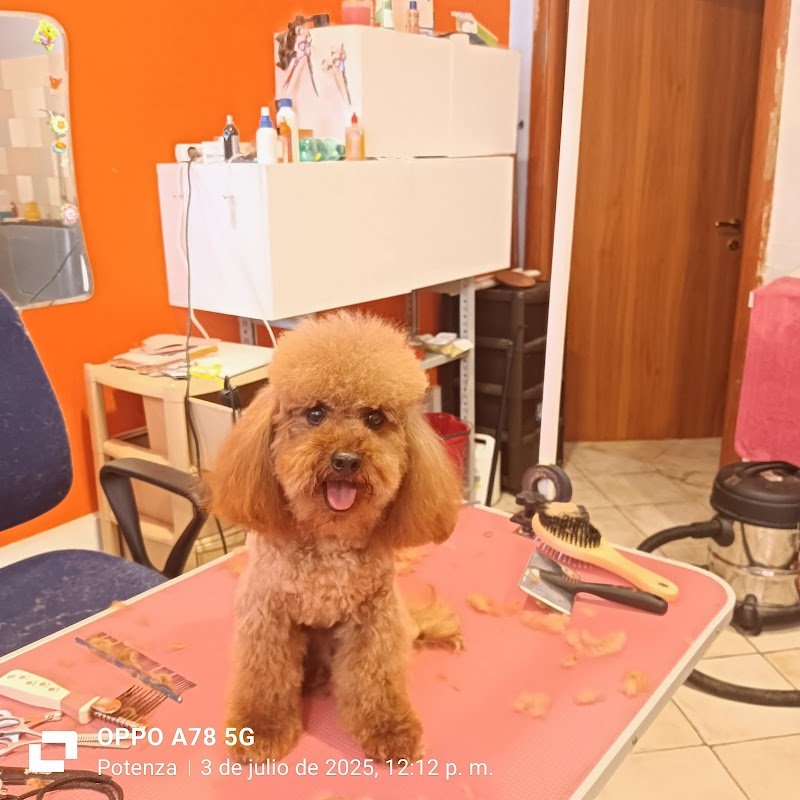 Coccole&carezze - Foto 1