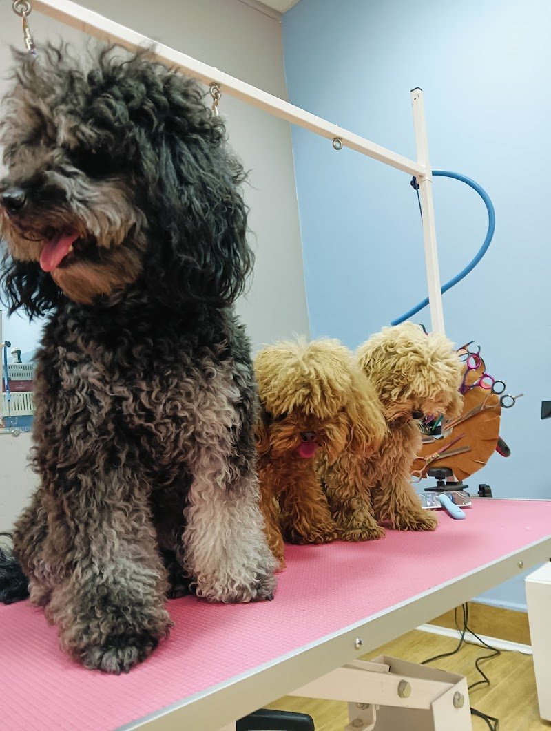 Coccole&carezze - Foto 3