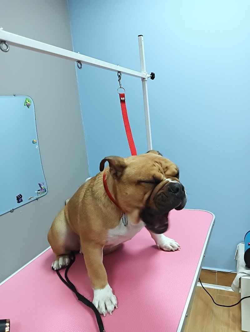 Coccole&carezze - Foto 4