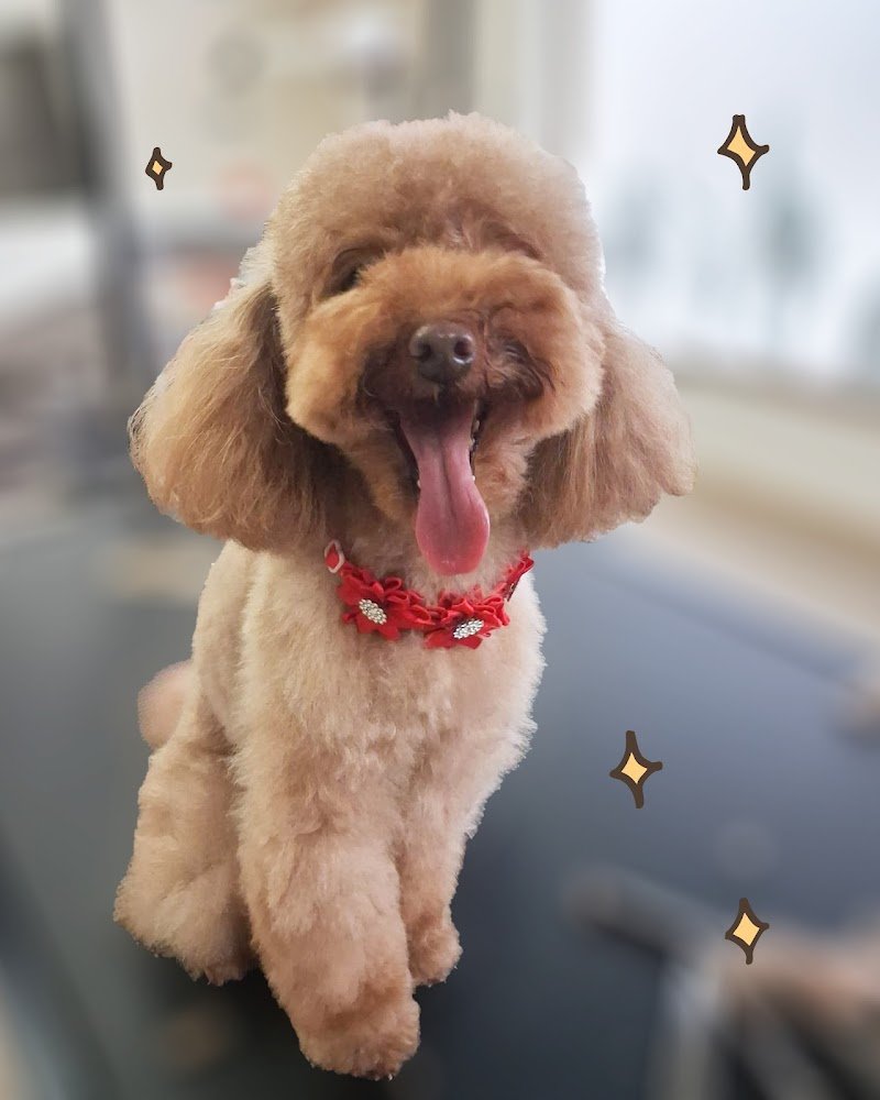 CodaLinda Toelettatura - Foto 2