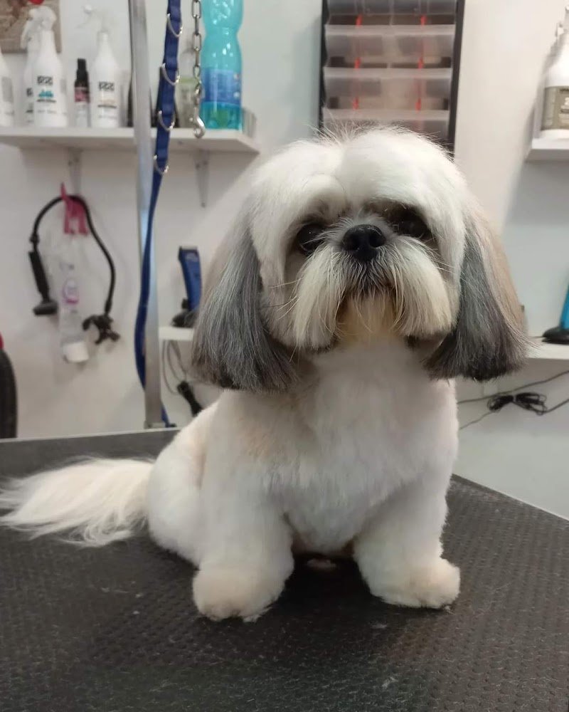 Code Allegre - Foto 1