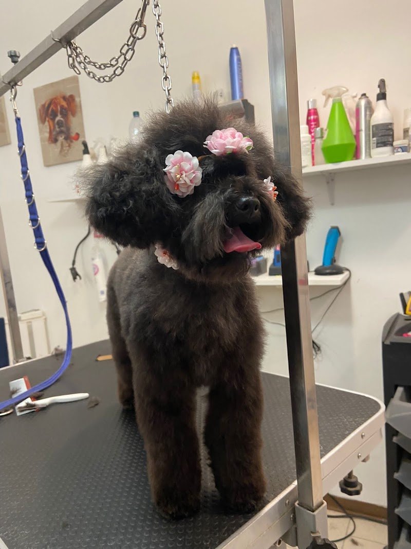 Code Allegre - Foto 2