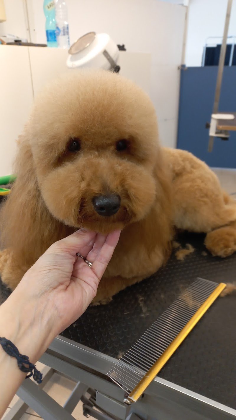 Code Allegre - Foto 3