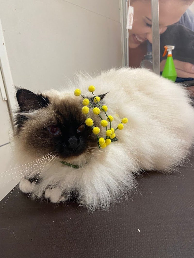 Code Allegre - Foto 5