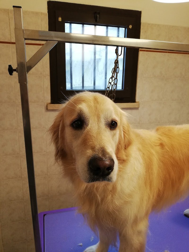 Code Allegre - Foto 6