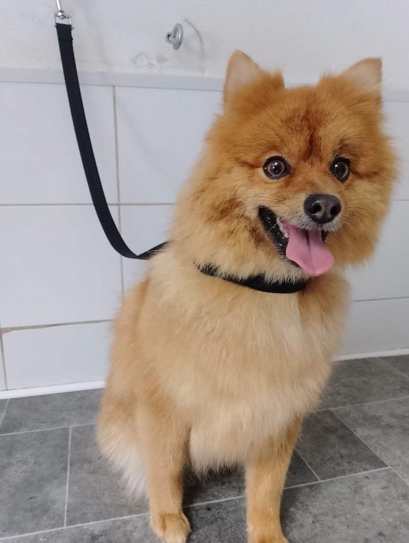 Code da Star - Foto 2