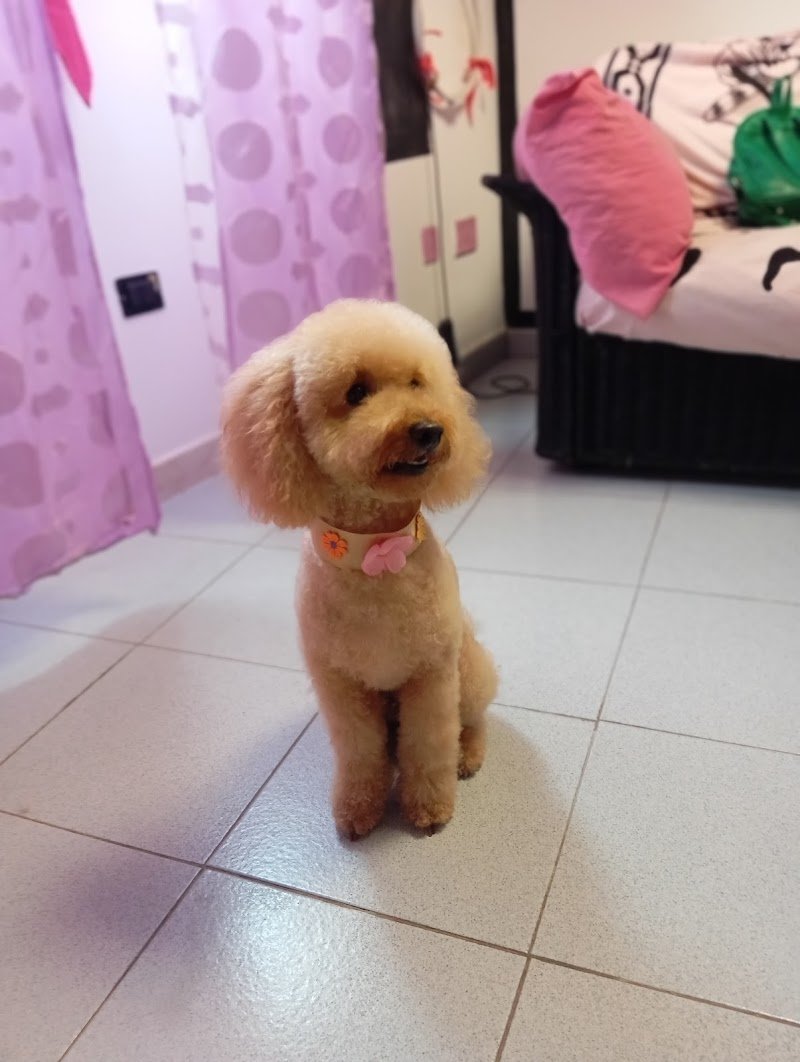 Code da Star - Foto 4