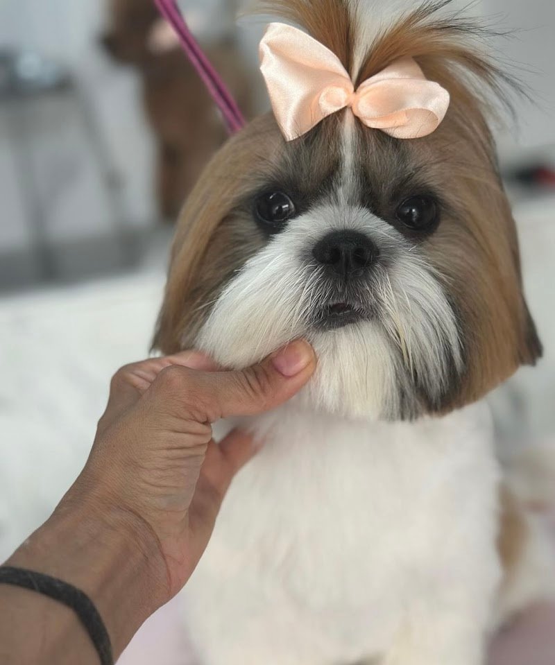 Code e Coccole - Foto 3