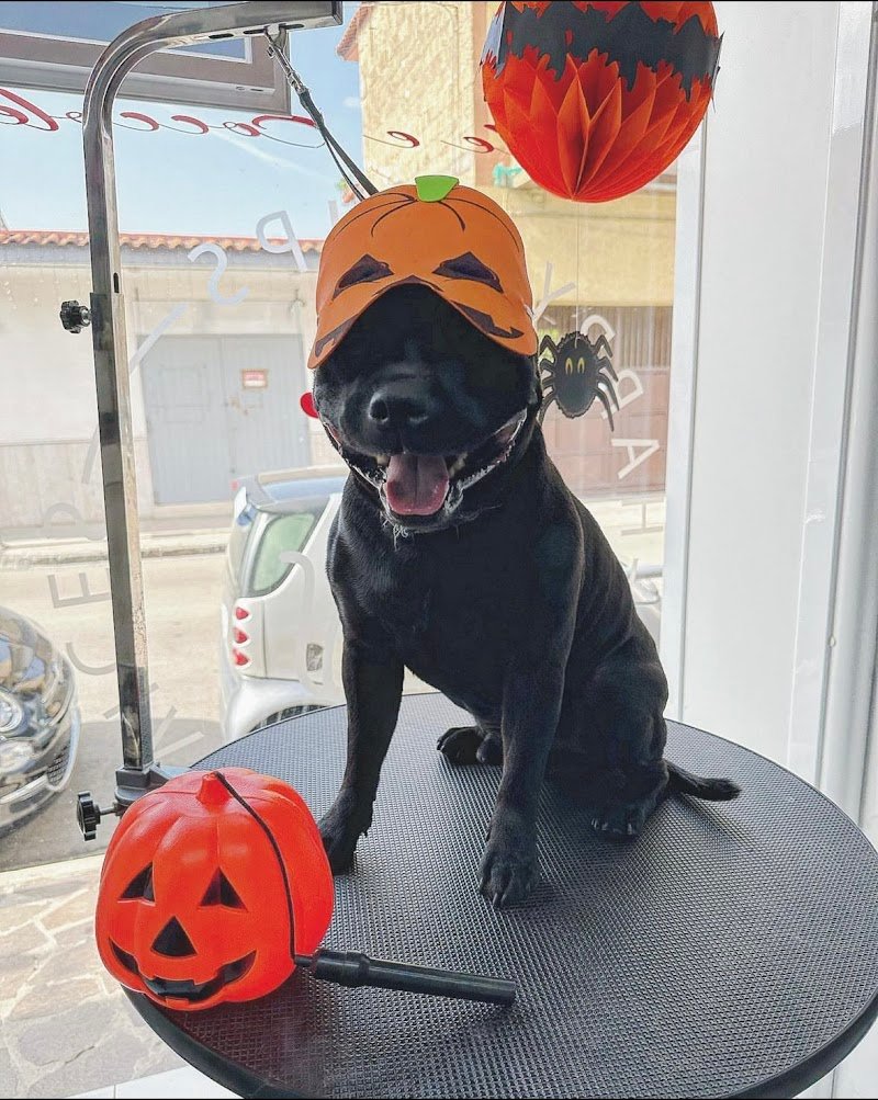 Code e Coccole - Foto 6