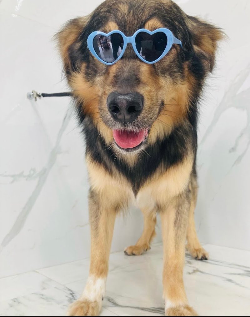 Code e Coccole - Foto 5