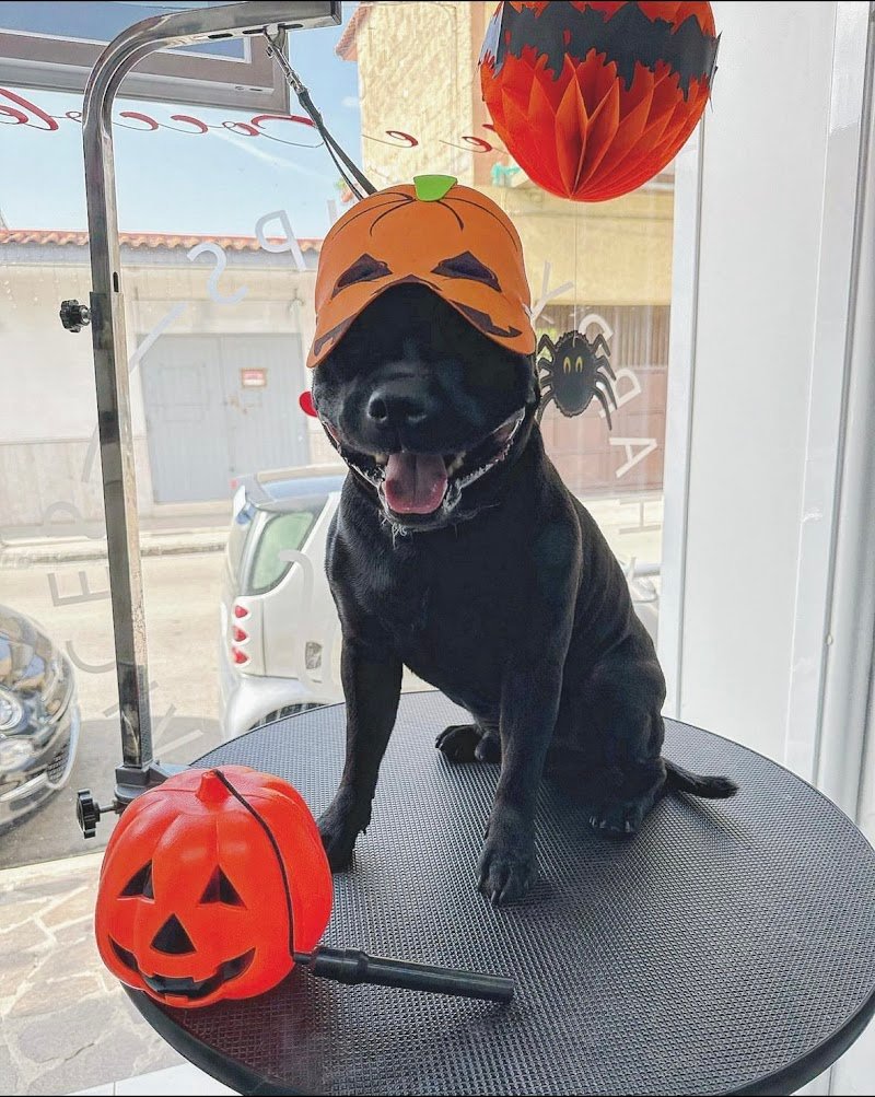 Code e Coccole - Foto 6