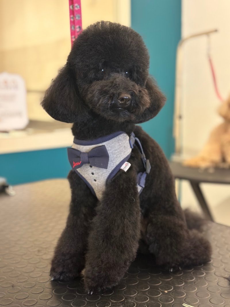 Code e codini - Toelattura - Foto 1