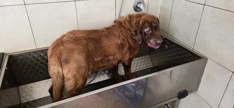 Code vanitose - Toelettatura per cani e gatti - Foto 1