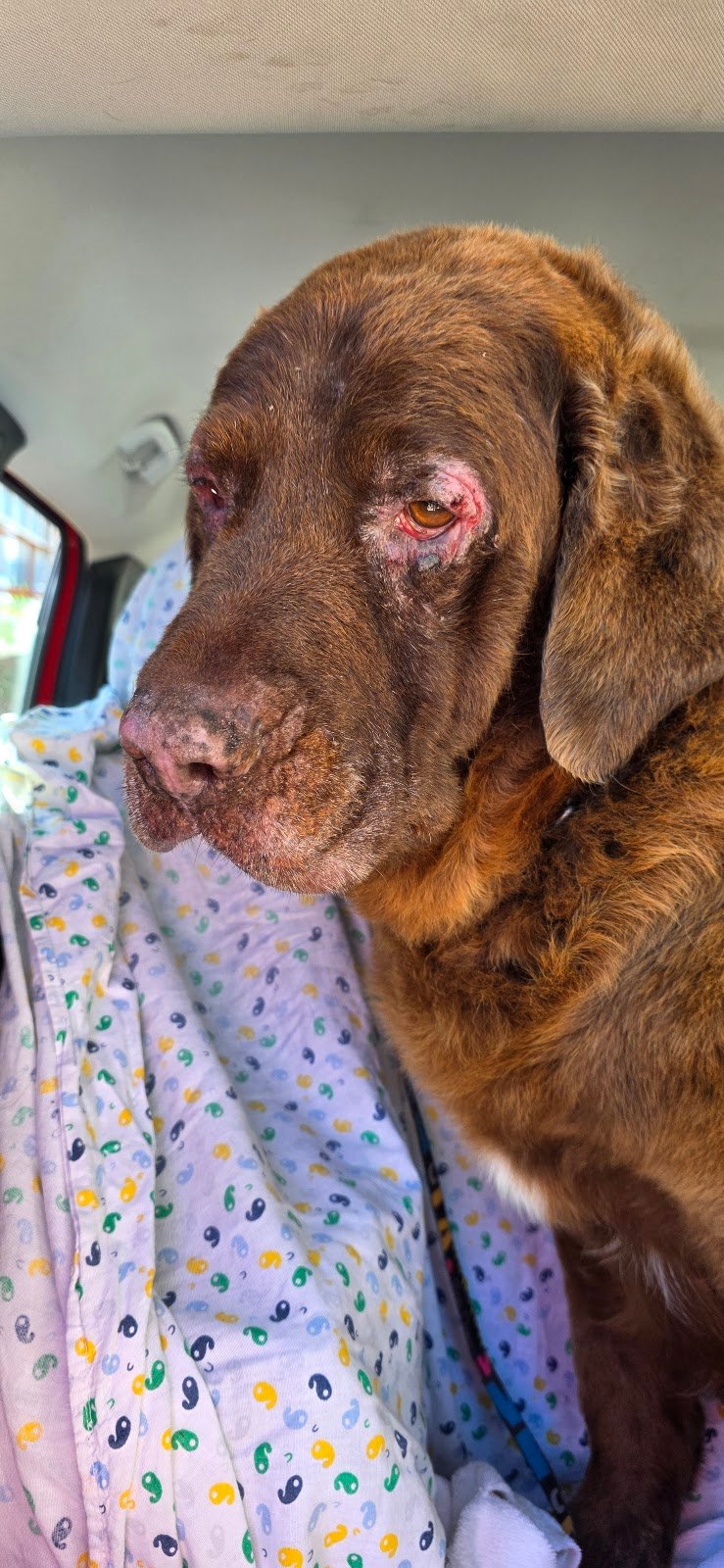 Code vanitose - Toelettatura per cani e gatti - Foto 3