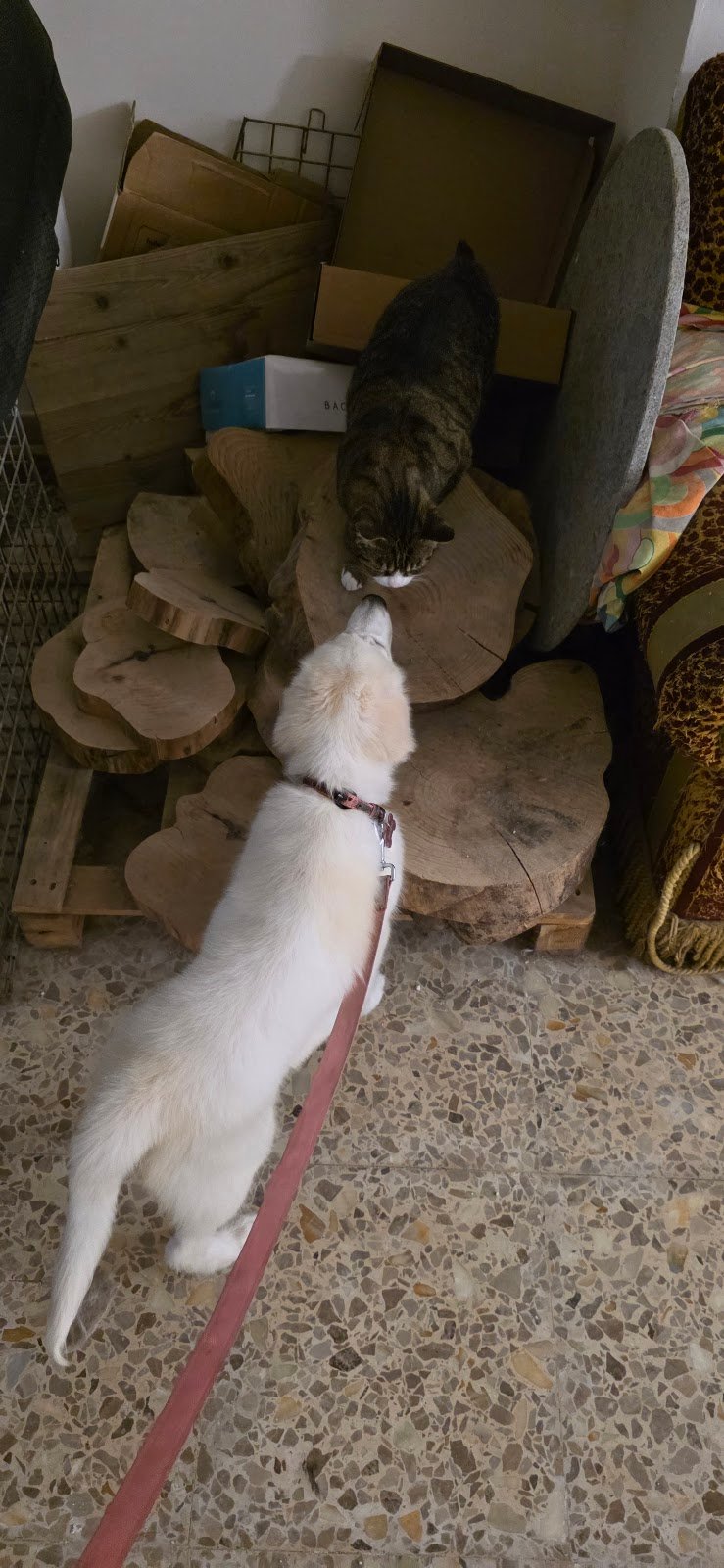 Code vanitose - Toelettatura per cani e gatti - Foto 4