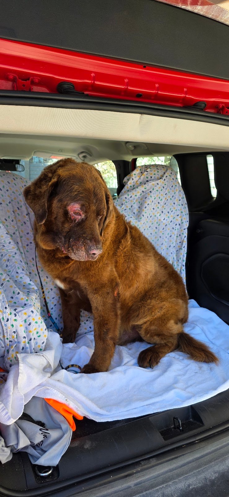 Code vanitose - Toelettatura per cani e gatti - Foto 5