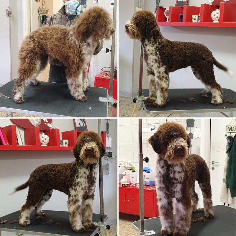 Code vanitose - Toelettatura per cani e gatti - Foto 6