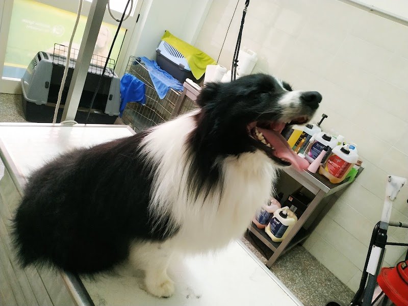 COLPI DI CODA - Foto 2