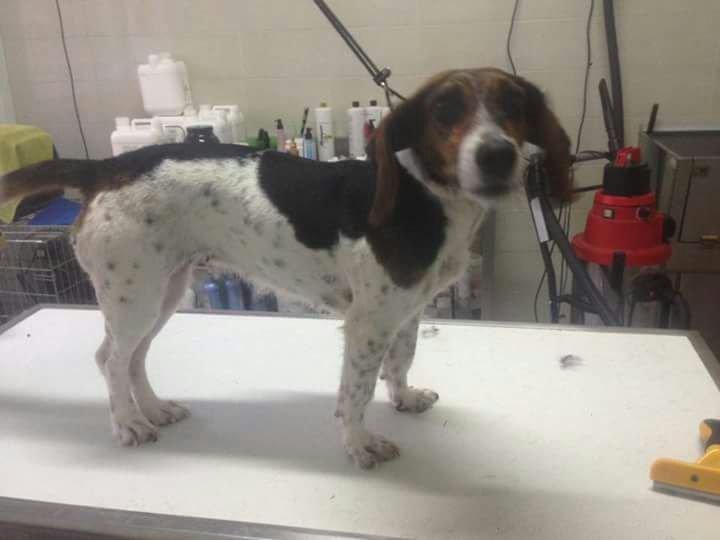 COLPI DI CODA - Foto 3