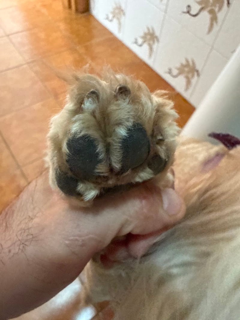 COLPI DI CODA - Foto 4