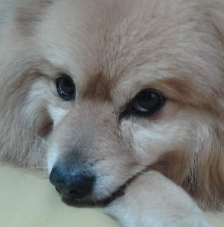 COLPI DI CODA - Foto 5