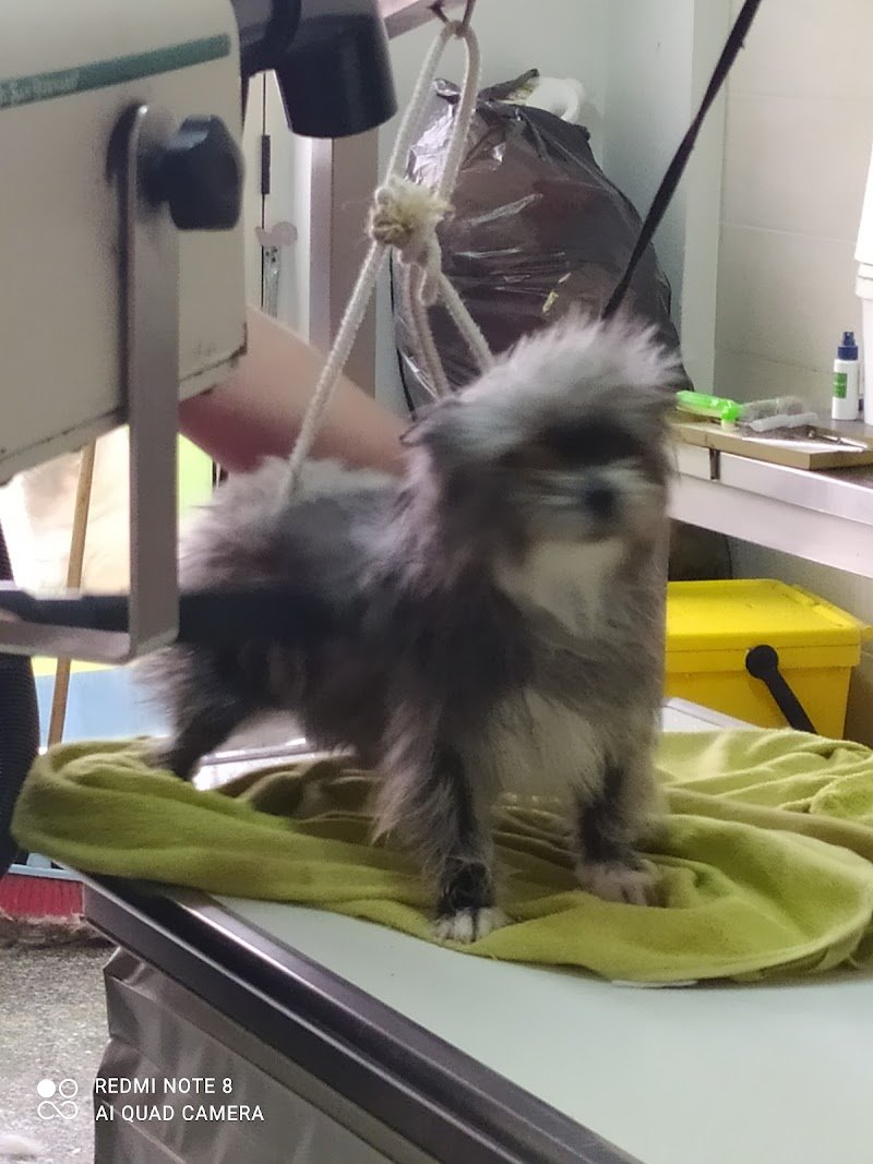 COLPI DI CODA - Foto 6