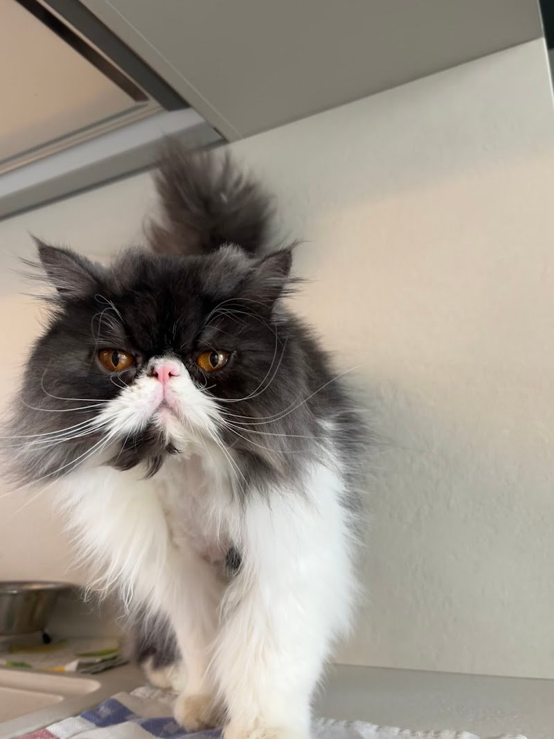 Colpi Di Coda - Foto 2