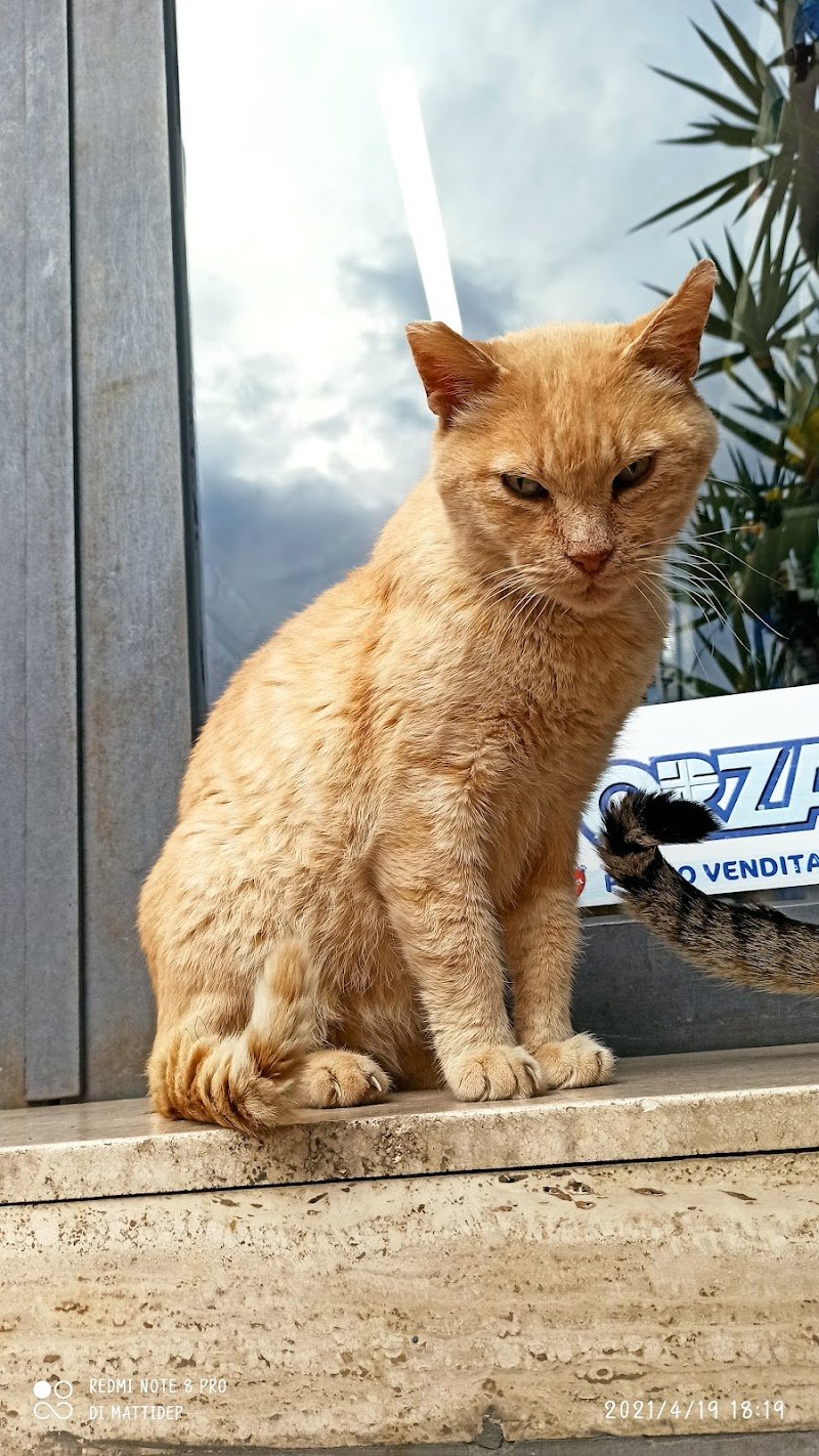 Colpi Di Coda - Foto 3