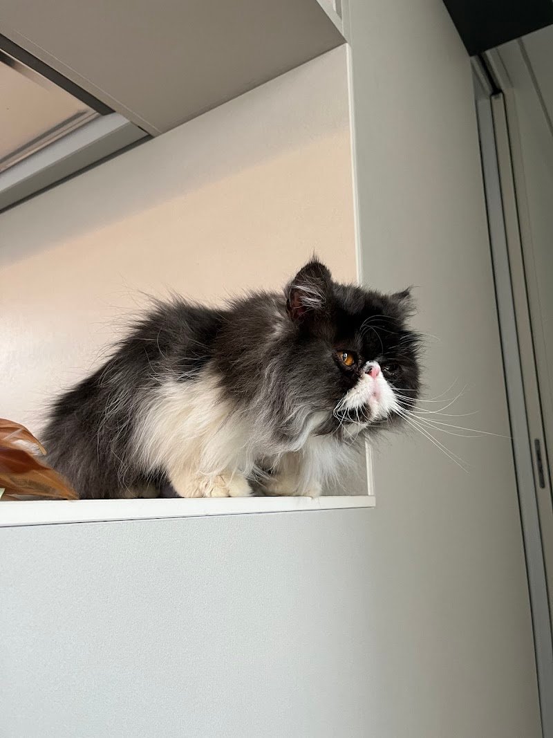 Colpi Di Coda - Foto 4