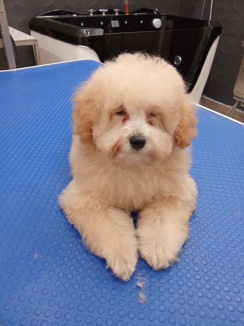 Colpi di coda - Foto 2