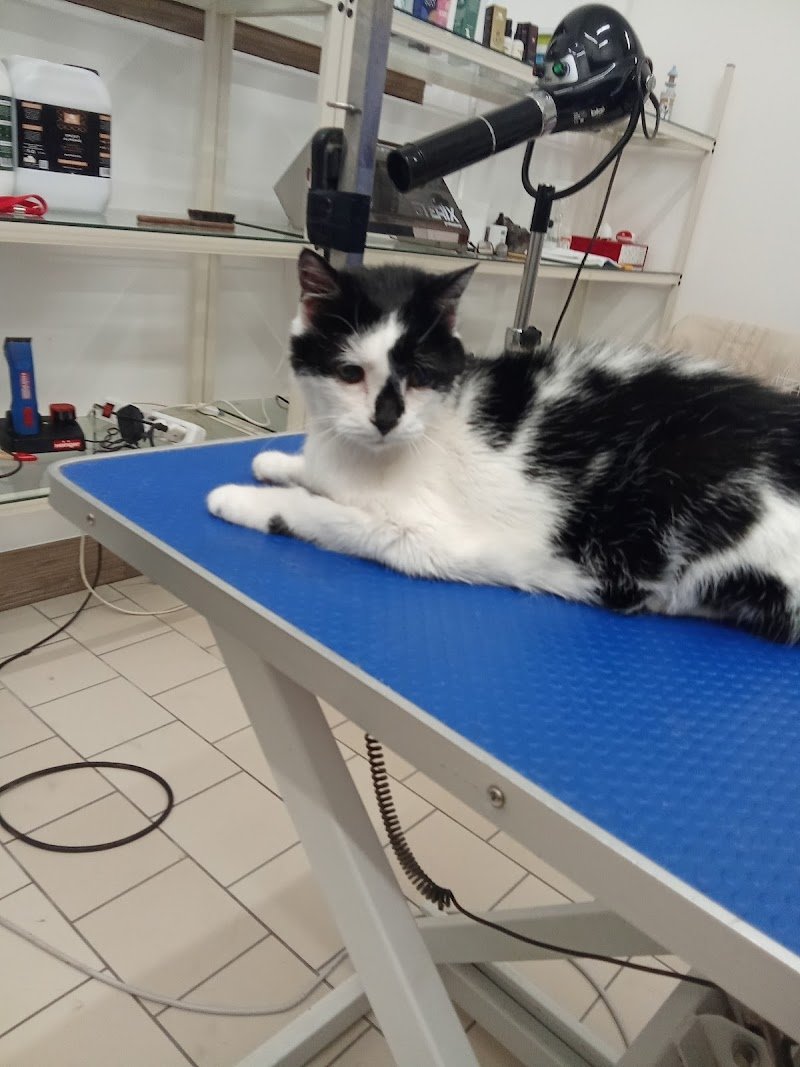 Colpi di coda - Foto 3